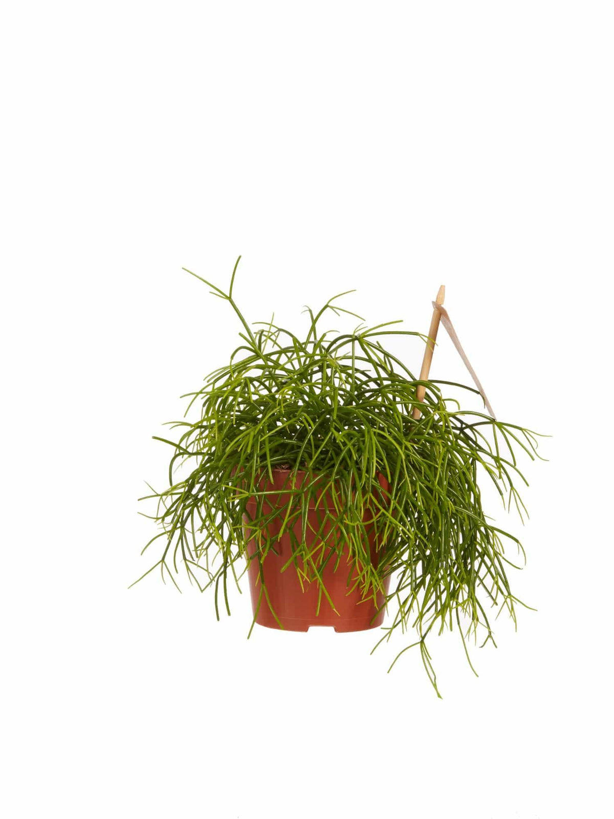 Rhipsalis cashero – Medium, Approx. 20.0cm height – 12.0cm Pot 2