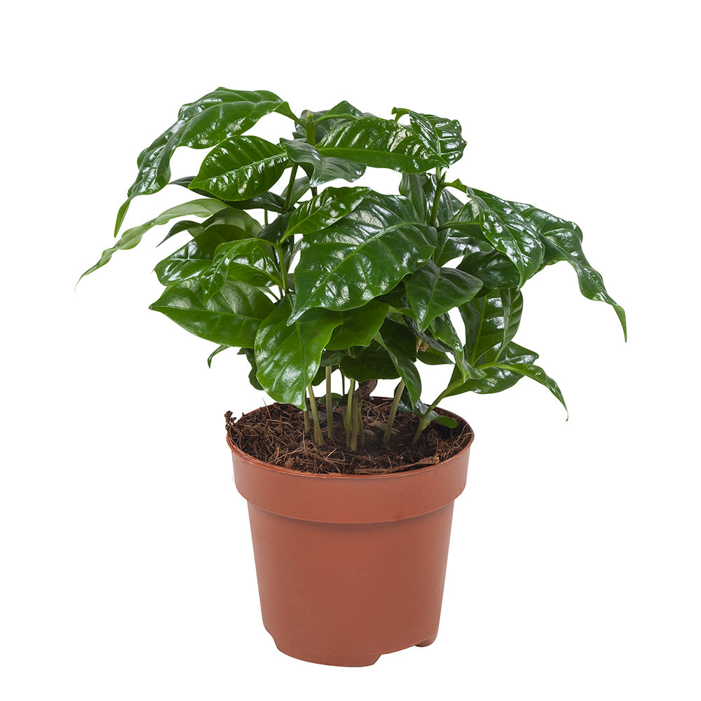 Coffea Arabica – 12cm Pot | Approx. 25cm Tall | Grow Your Own Coffee Plant -  Kwekerij J. de Groot.