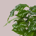 Coffea Arabica – 12cm Topf | Ca. 25cm hoch | Züchte deine eigene Kaffeepflanze