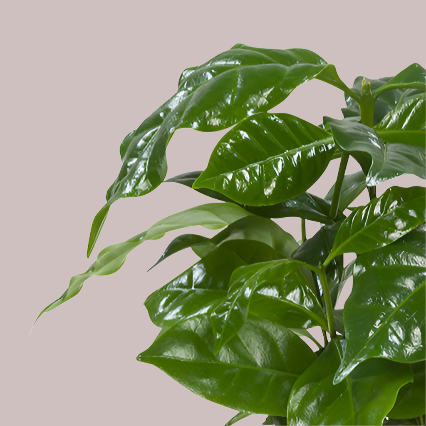 Coffea Arabica – 12cm Pot | Approx. 25cm Tall | Grow Your Own Coffee Plant -  Kwekerij J. de Groot.