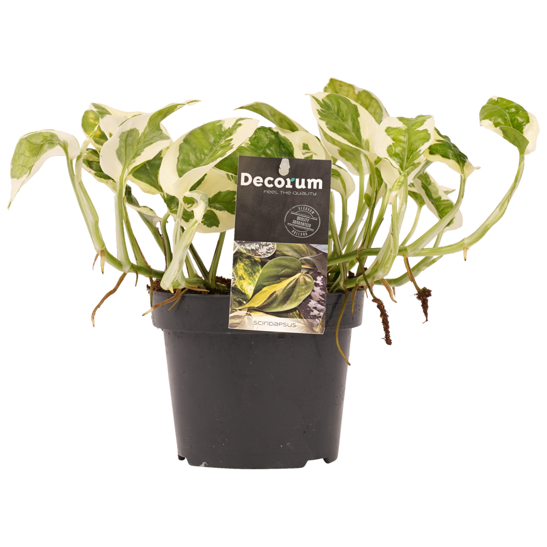 Epipremnum aureum 'N'Joy' 