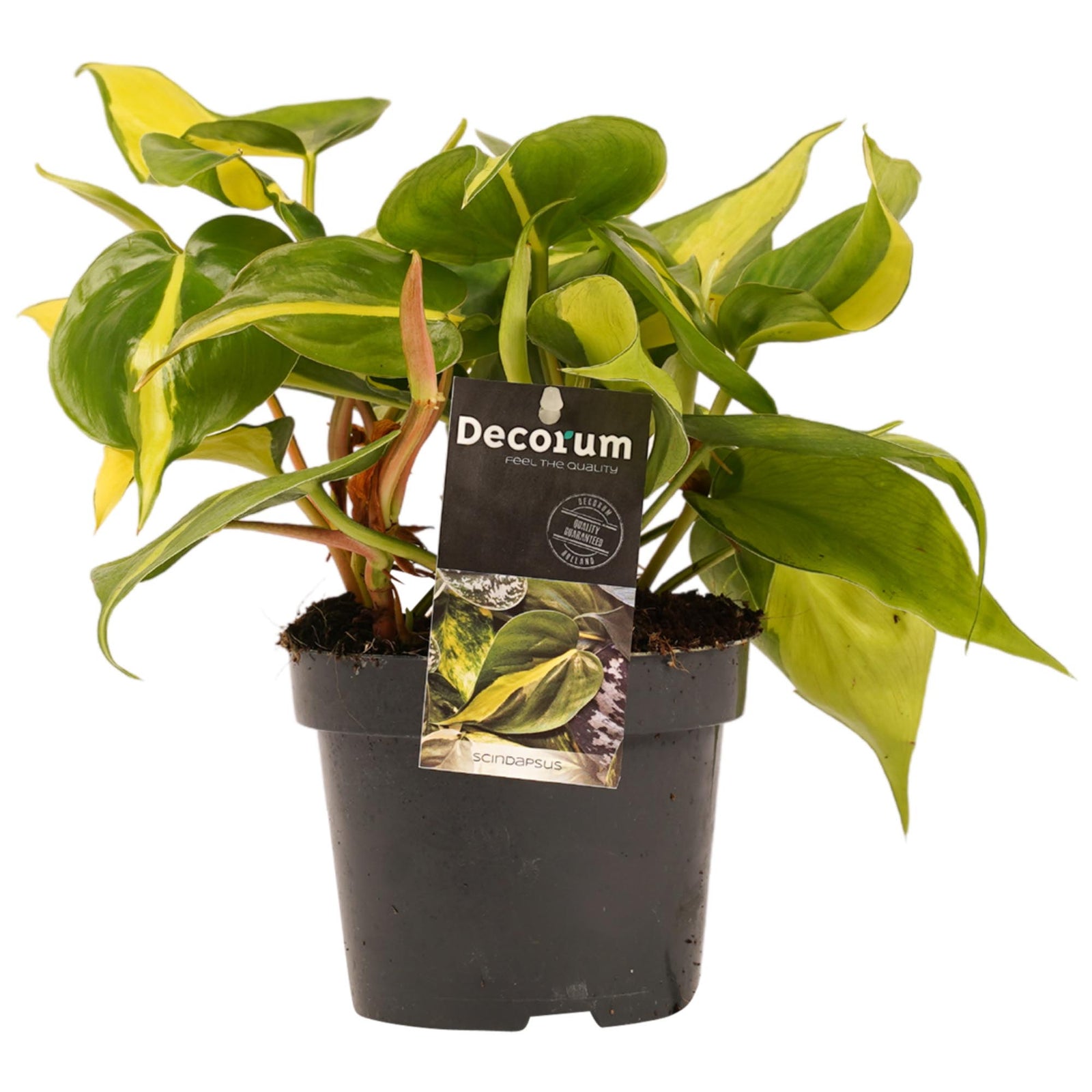 Philodendron hederaceum ‘Brasil’ in its nursery pot with cascading stems and striking green-and-yellow variegated leaves.