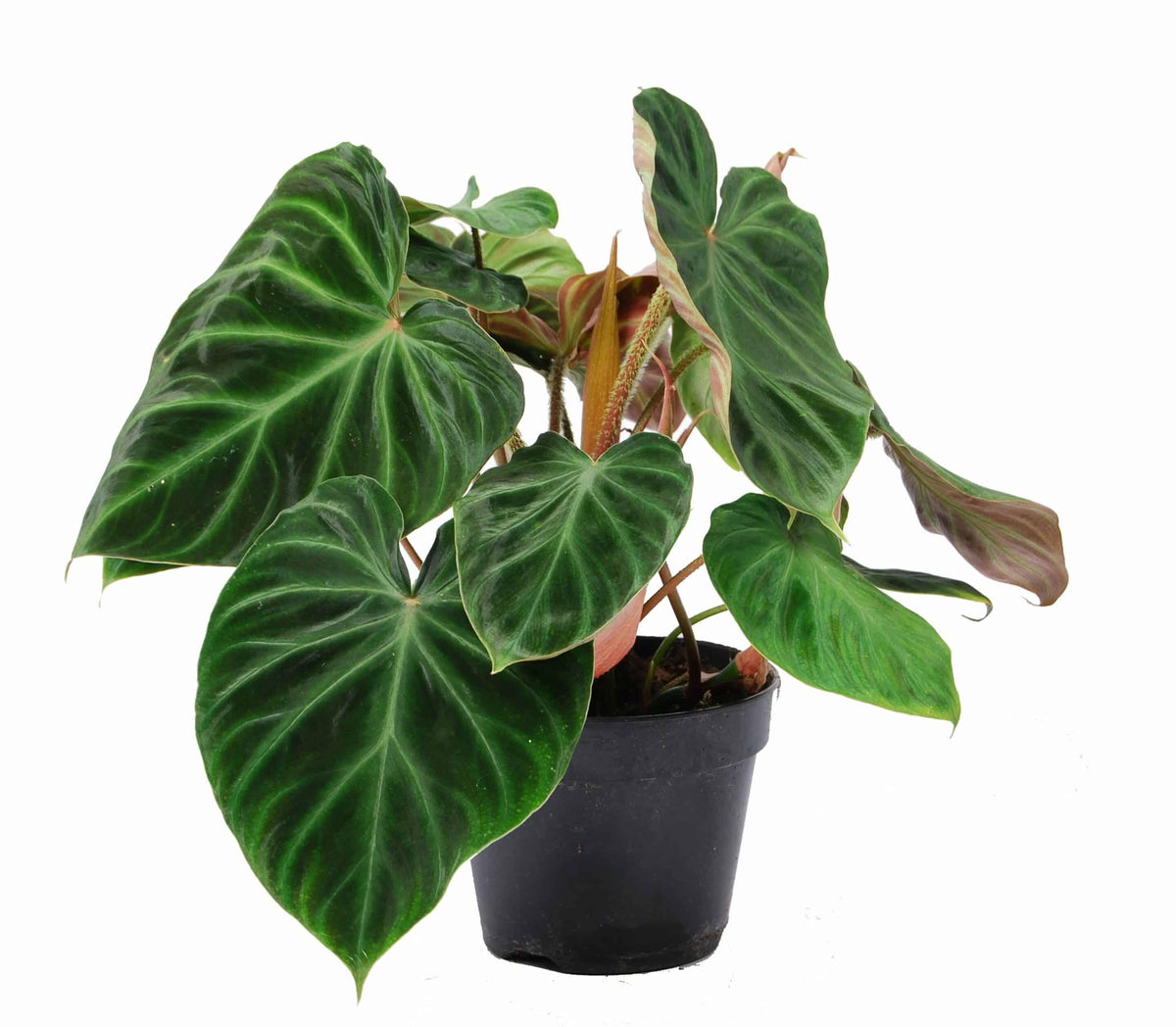 Healthy Philodendron Verrucosum 'Incensi' by Plant Circle – Medium, Approx. 40.0cm height by Plant Circle – 14.0cm Pot. A perfect philodendron verrucosum 'incensi' by plant circle – medium, approx. 40.0cm height by plant circle – 14.0cm pot for your indoor houseplant collection.