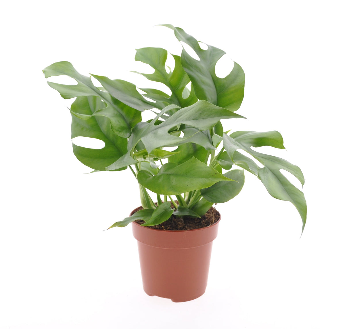Healthy Rhaphidophora Tetrasperma M. A perfect rhaphidophora tetrasperma m for your indoor houseplant collection.