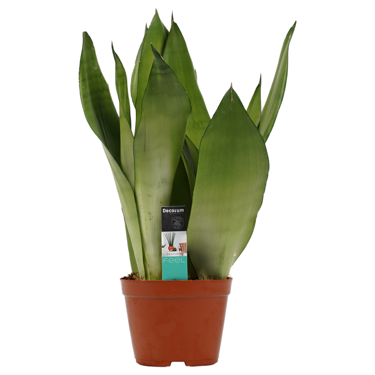 Decorum Sansevieria Moonshine -  Duijn-Hove (voorraad Nieuwerkerk).