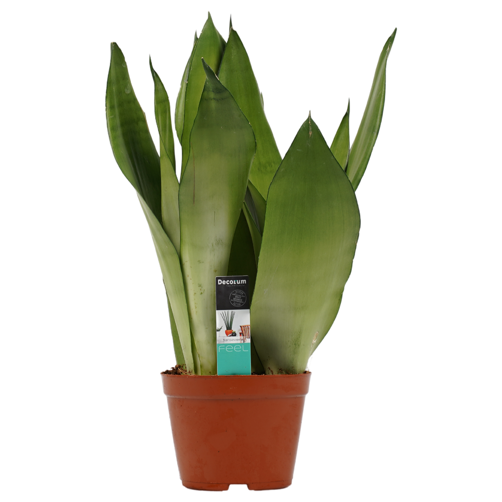Decorum Sansevieria Moonshine -  Duijn-Hove (voorraad Nieuwerkerk).