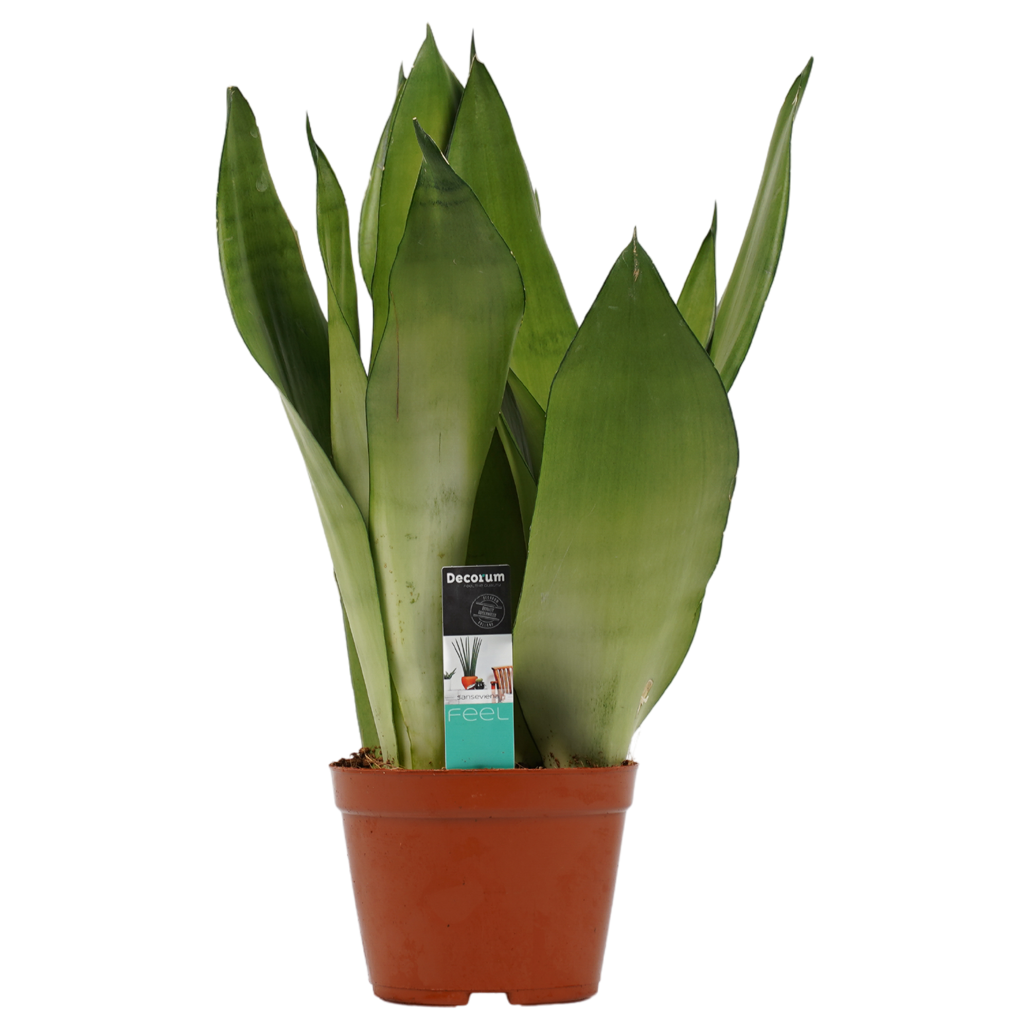 Decorum Sansevieria Moonshine -  Duijn-Hove (voorraad Nieuwerkerk).