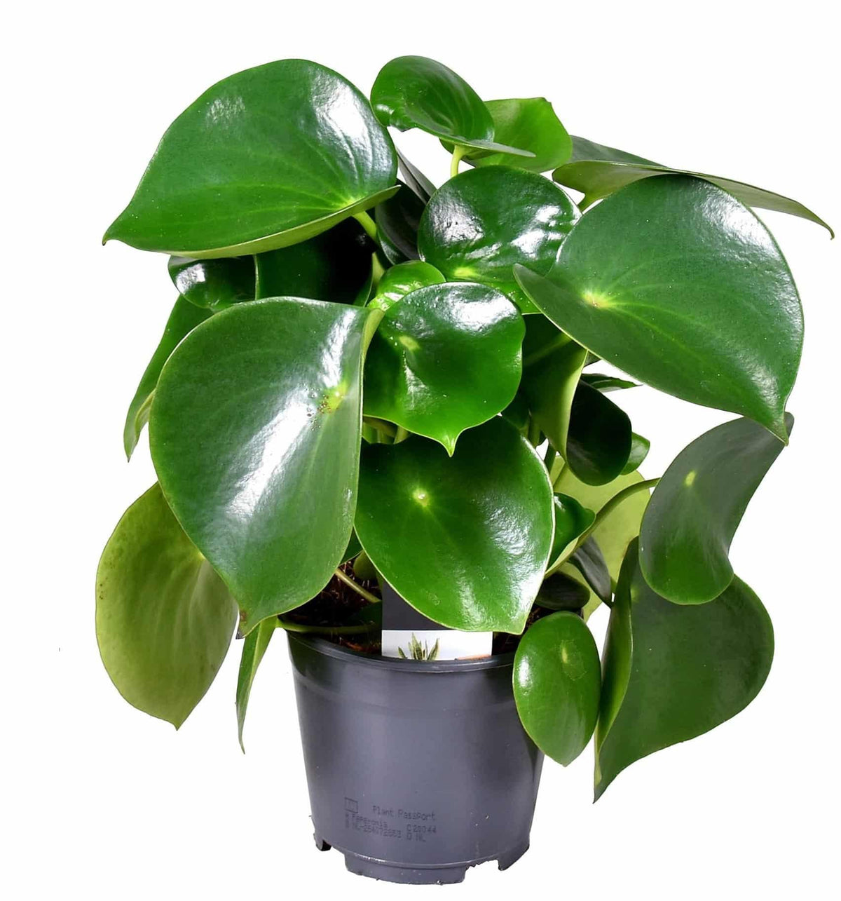 Peperomia Polybotrya 'Raindrop' – Medium, Approx. 30.0cm height – 14.0cm Pot 2