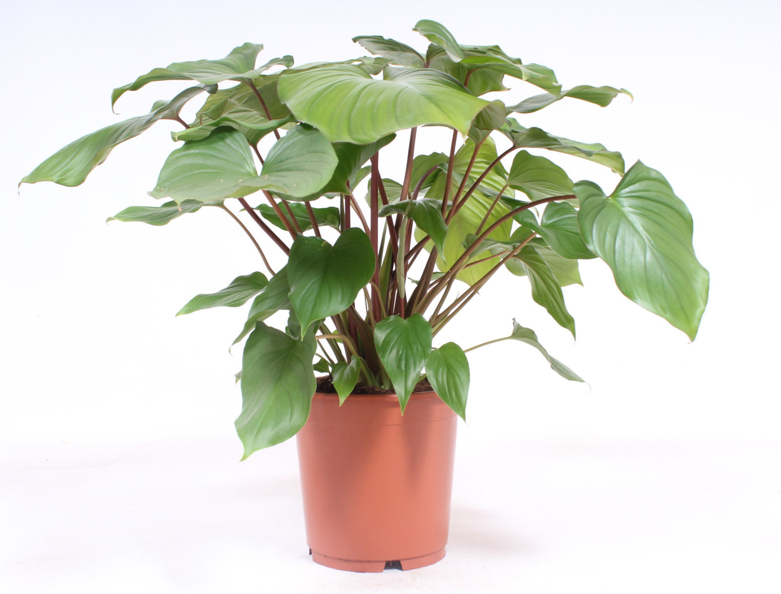 homalomena rubescens maggy