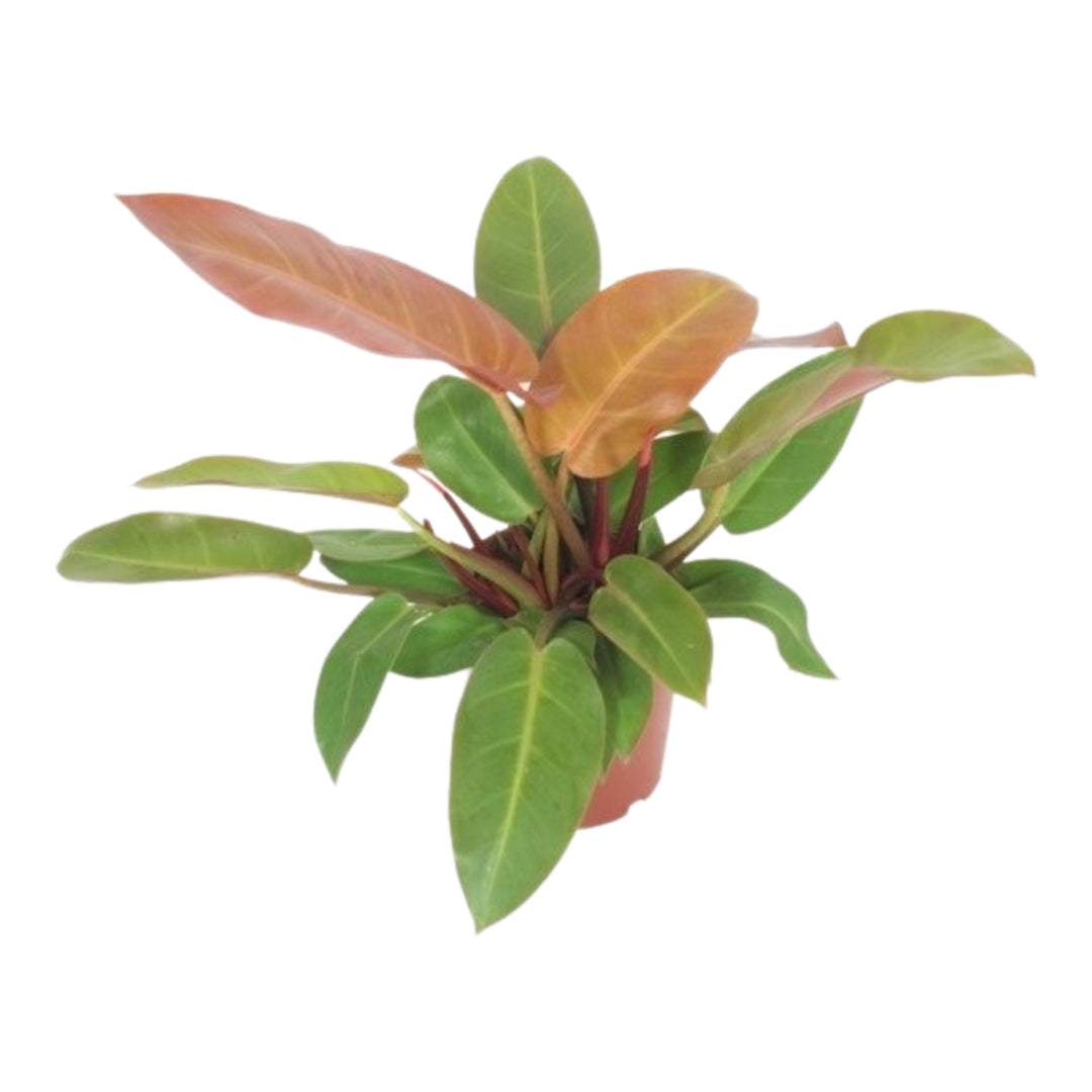 Potted philodendron prince of orange with green and red leaves on a white background