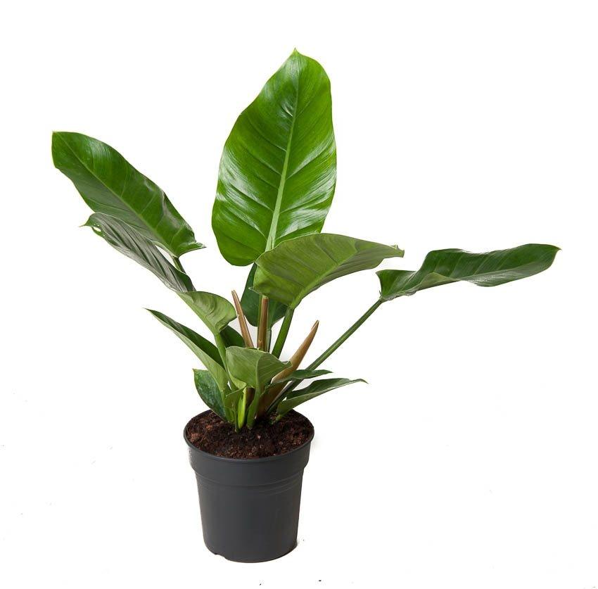 Philodendron Erubescens 'Imperial Green' L – Large, Approx. 60.0cm height – 19.0cm Pot 2