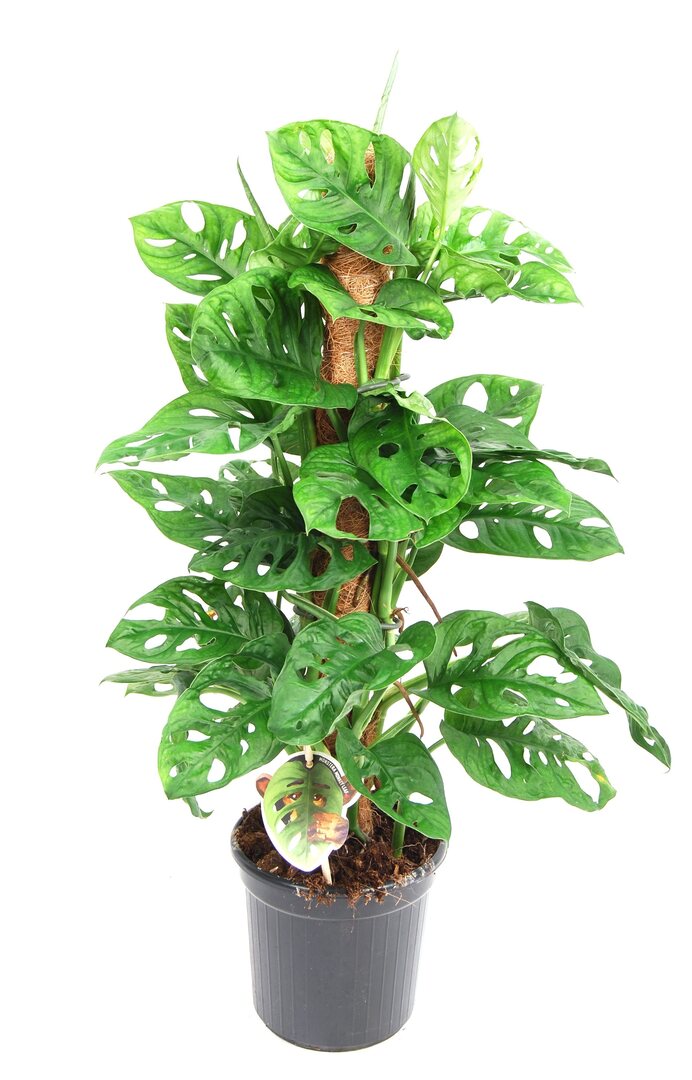 Monstera adansonii "monkey leaf (moss pole mounted) large