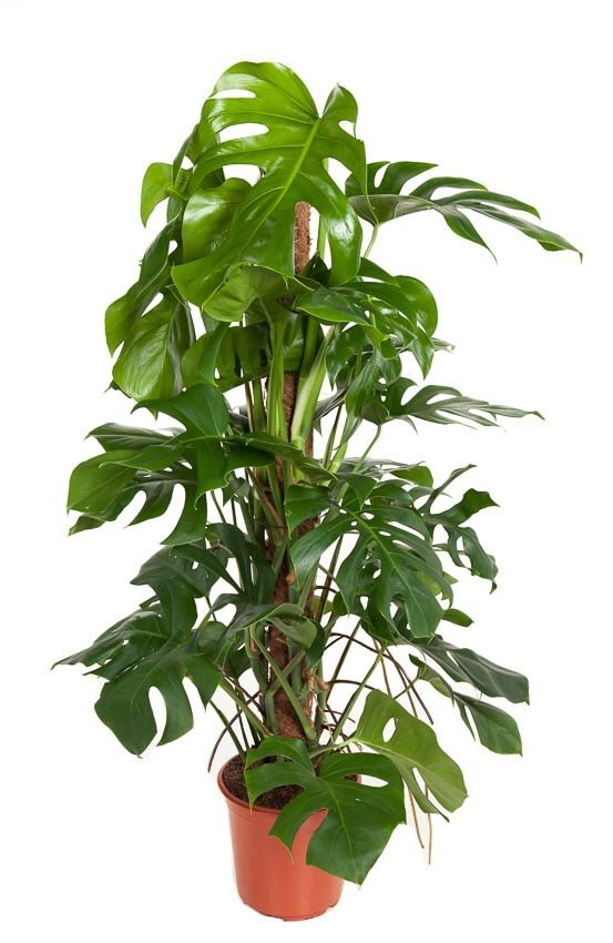 xxl potted monstera deliciosa supported on a moss pole with large leaves on a white background