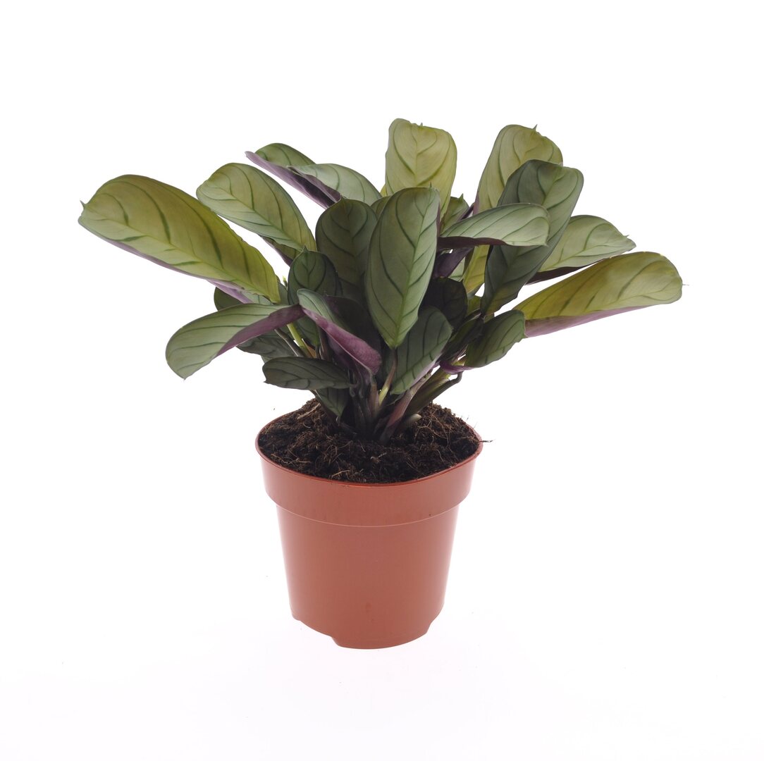 setosa prayer plant Ctenanthe Setosa 'Grey Star' with Striking Foliage