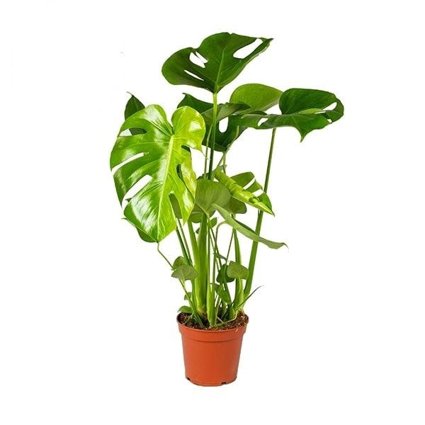 healthy monstera leaves Monstera Deliciosa Large