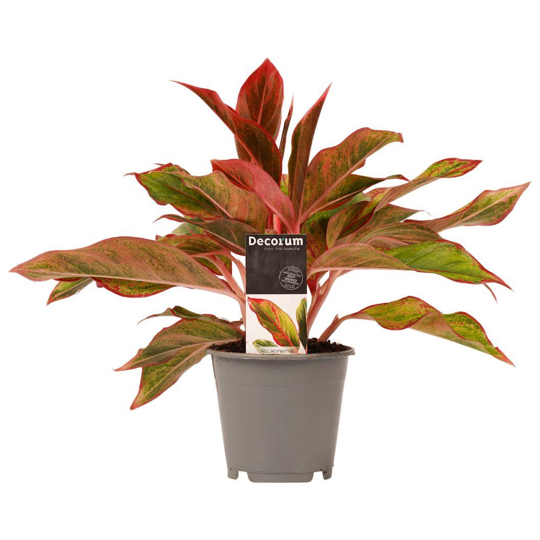 Healthy Aglaonema Crete by Plant Circle. A perfect aglaonema crete by plant circle for your indoor houseplant collection.