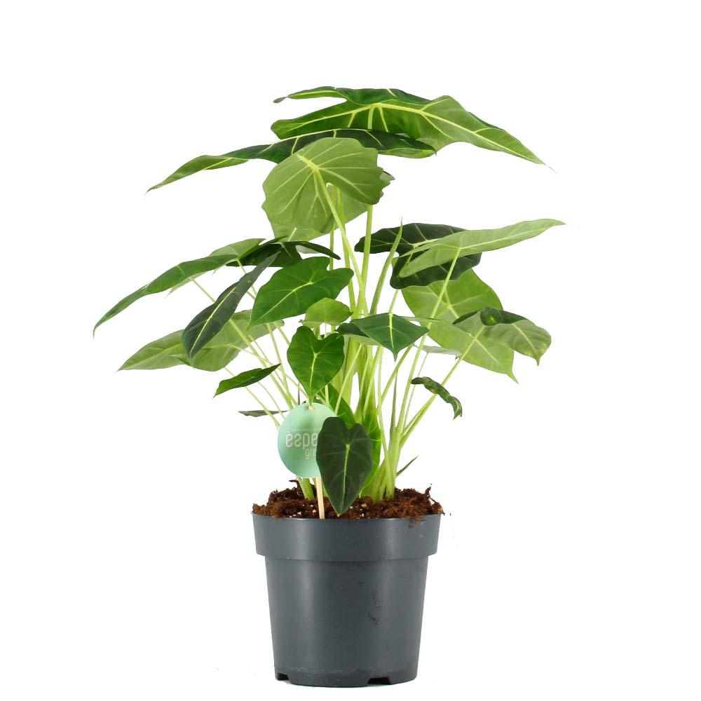 Alocasia Frydek L – Large, Approx. 60.0cm height – 19.0cm Pot 2