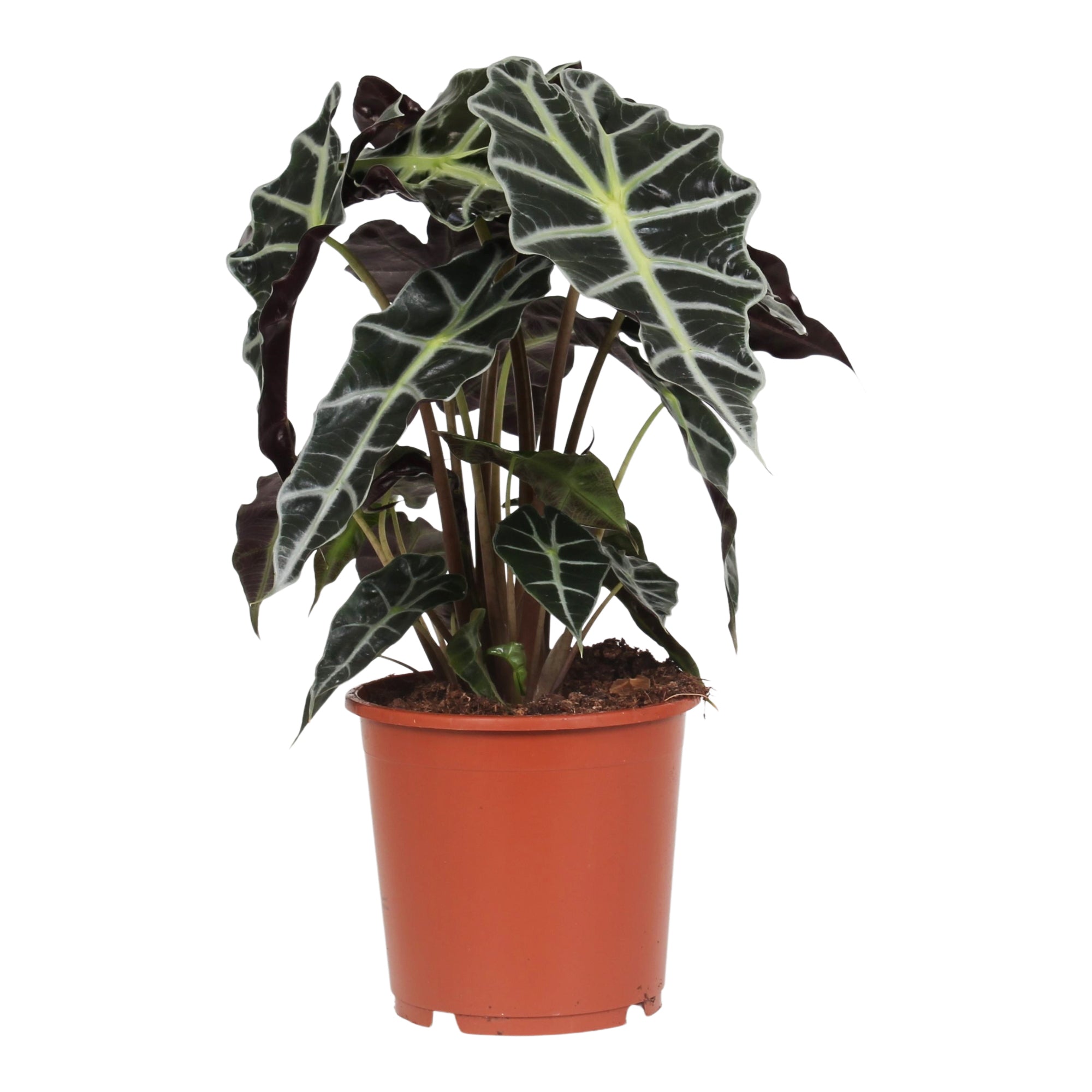 Alocasia 'Polly'
