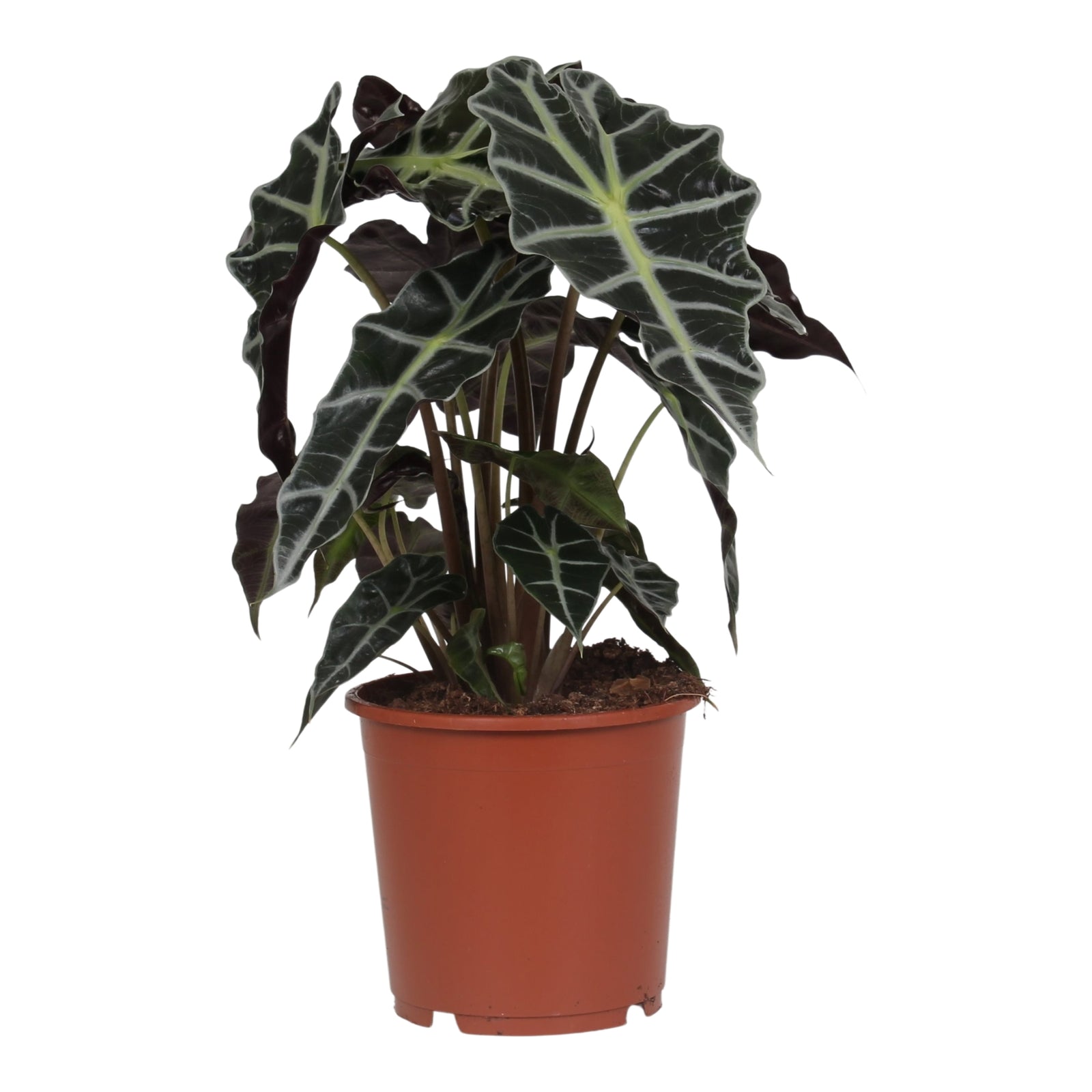 17cm Alocasia Polly 17cm Alocasia Polly MM-DG48