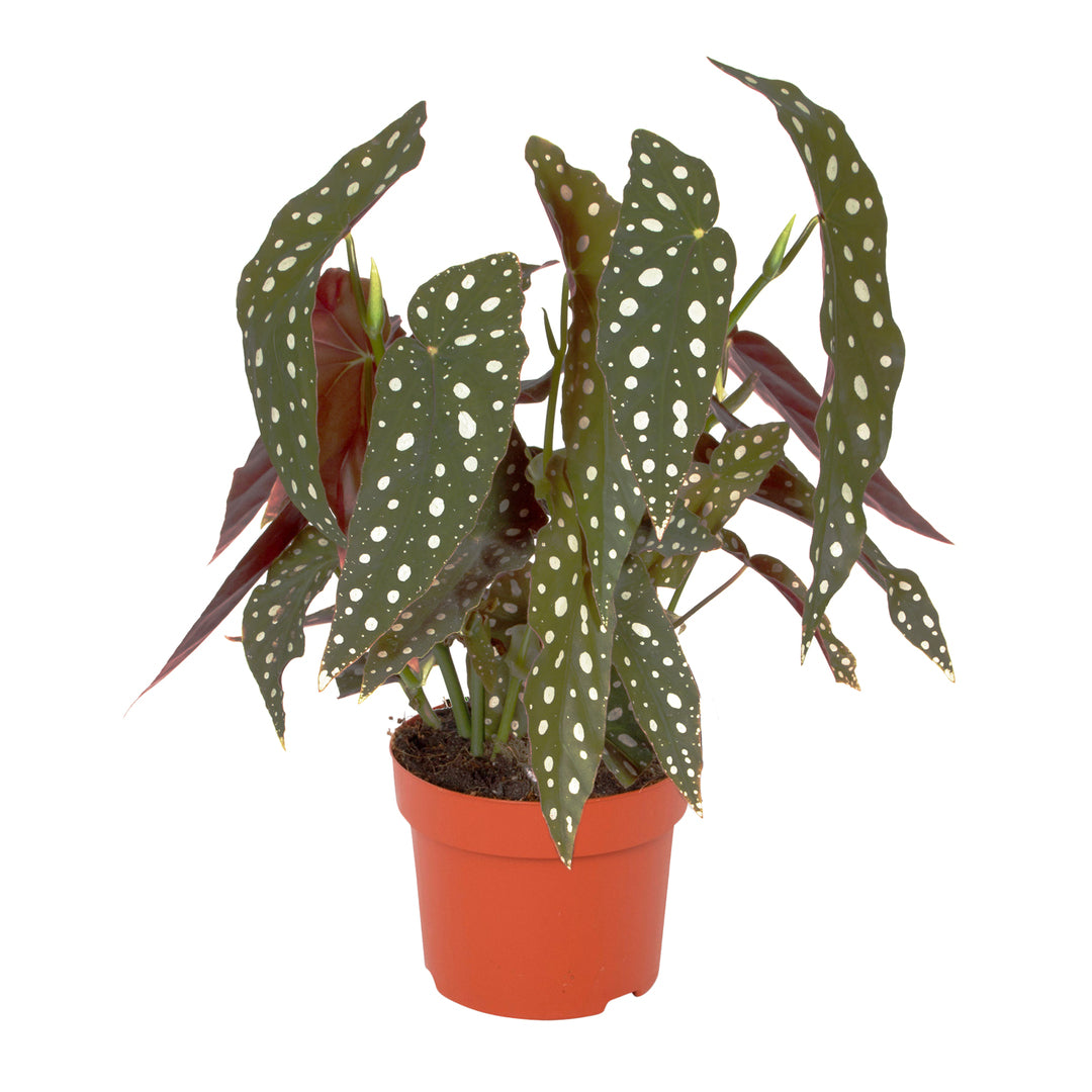 begonia maculata moss pole Begonia maculata 'Polka dot' Medium