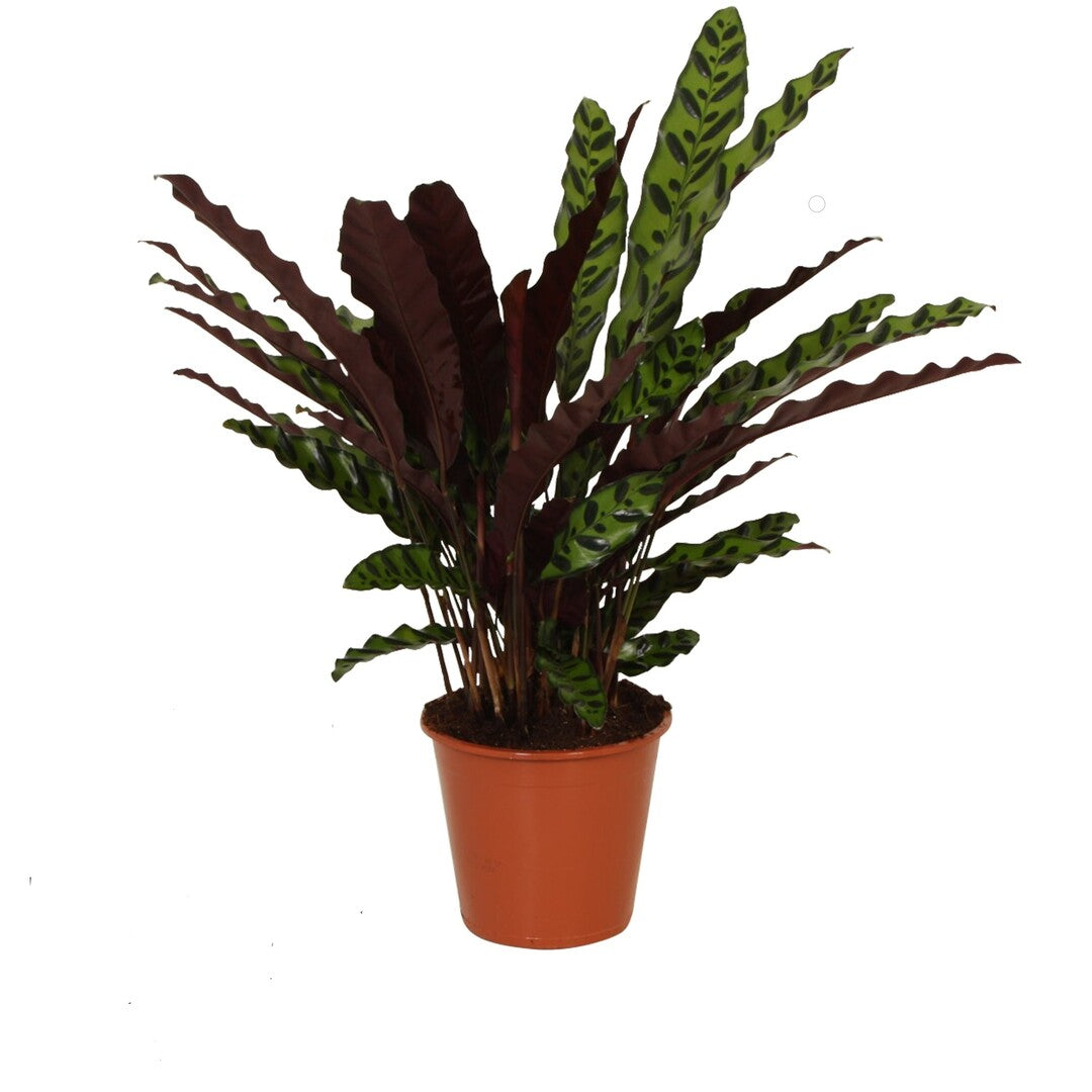Goeppertia (Calathea) Insignis Large
