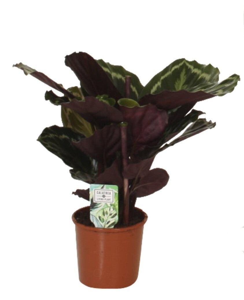 Goeppertia Calathea Medallion Medium in a brown nursery pot with upright, variegated foliage.