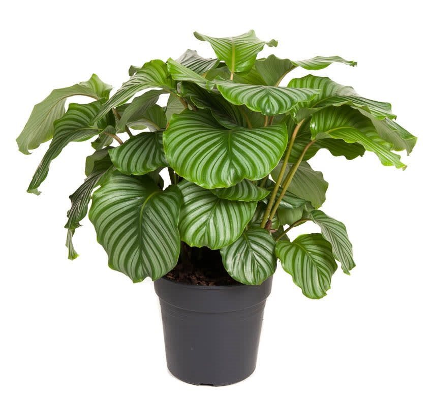 Goeppertia (Calathea) Orbifolia XL