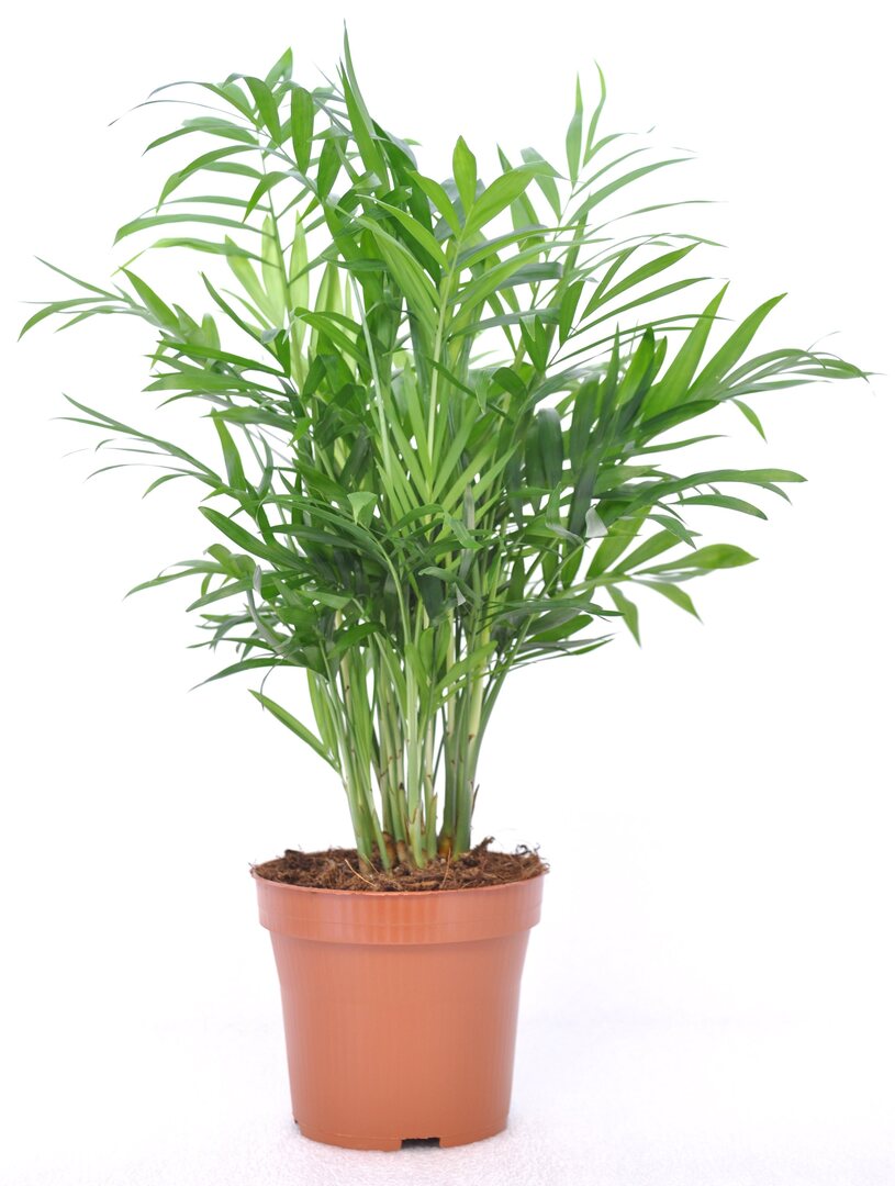 Chamaedorea elegans Medium