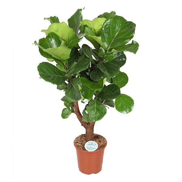 Ficus Lyrata "Fiddle Leaf Fig" XL Branched