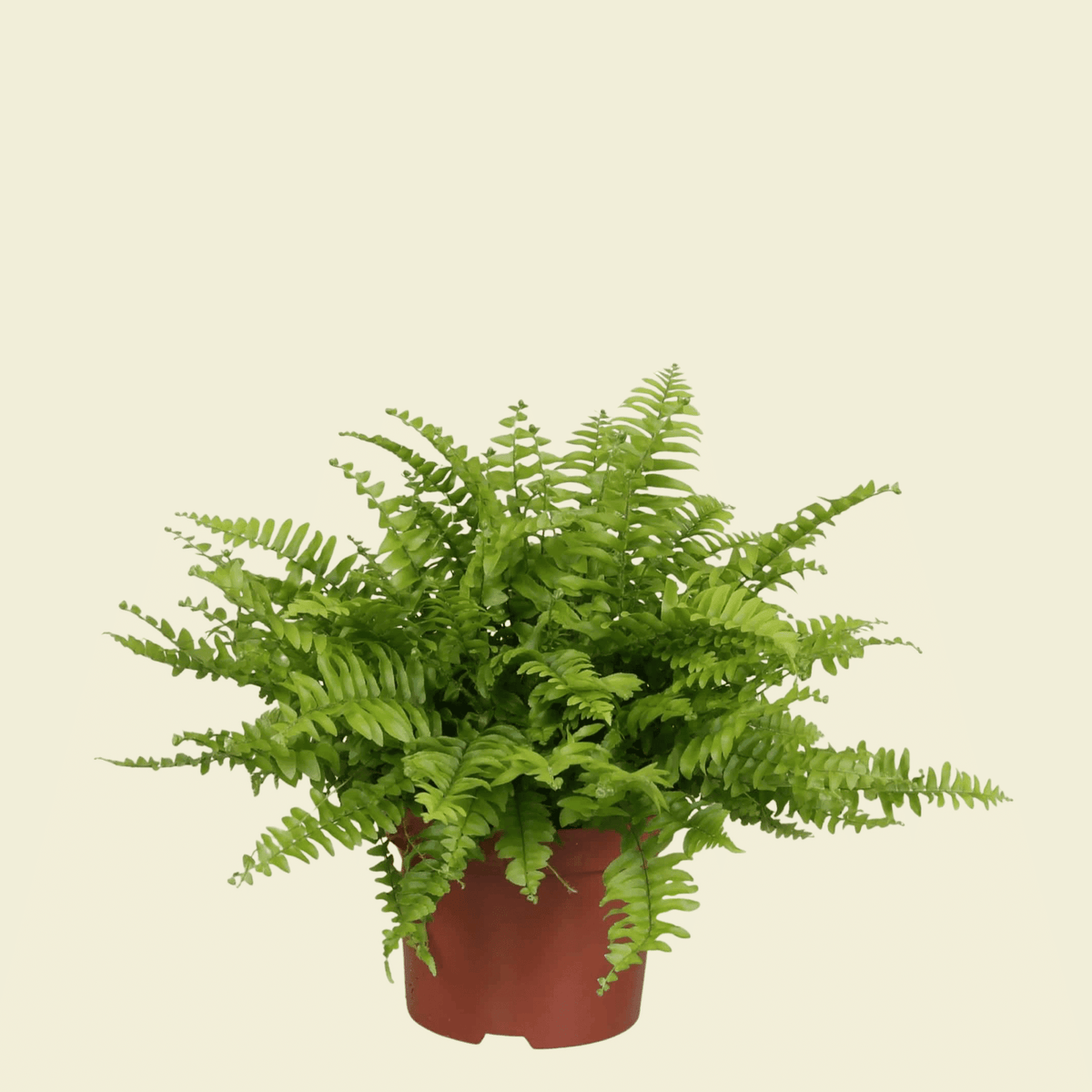 Nephrolepis Exaltata Boston Fern M – Medium, Approx. 27.0cm height – 12.0cm Pot 2