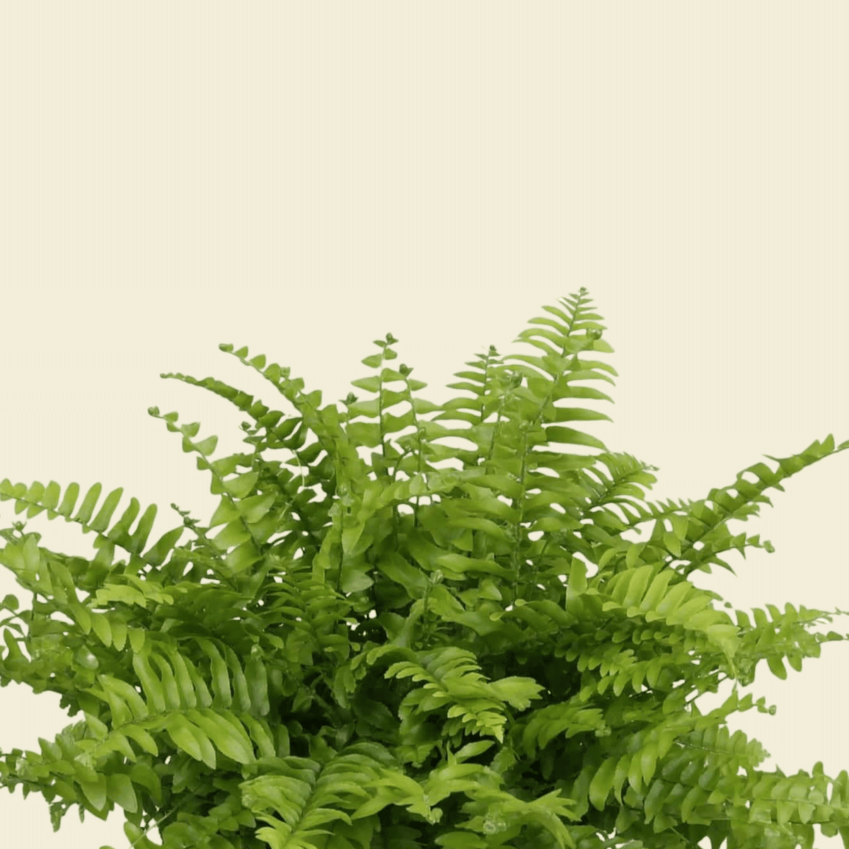 Nephrolepis Exaltata Boston Fern M – Medium, Approx. 27.0cm height – 12.0cm Pot Default Title 1