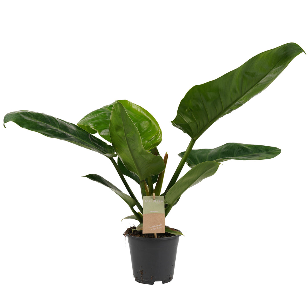 philodendron imperial green price Philodendron Erubescens 'Imperial Green' Medium