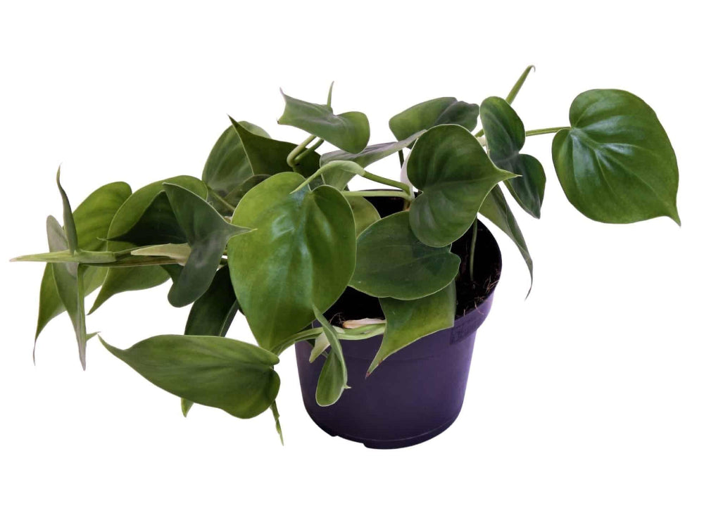 Philodendron hederaceum var. oxycardium (Philodendron scandens) 