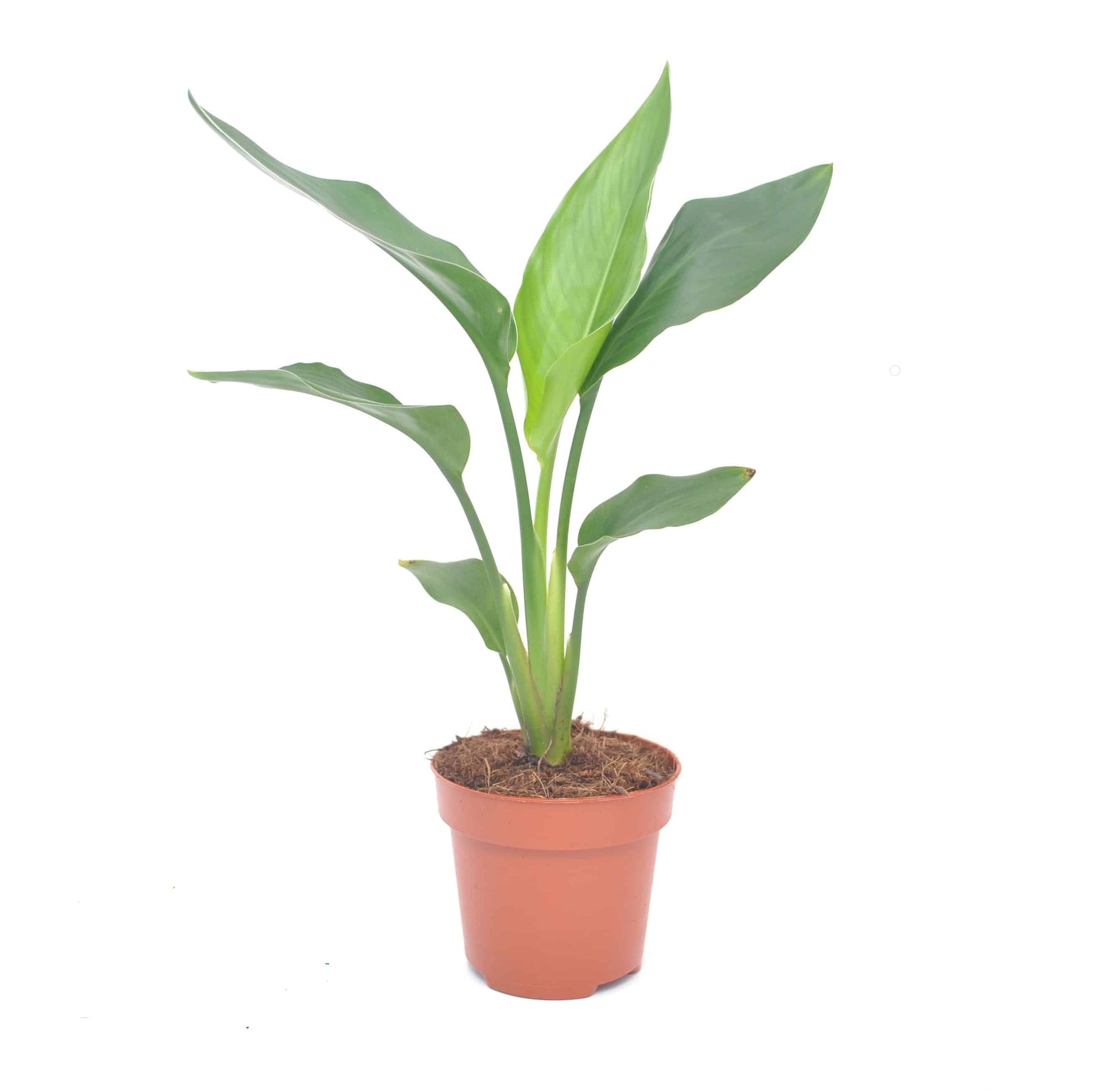 Strelitzia Reginae M – Medium, Approx. 40.0cm height – 12.0cm Pot 2