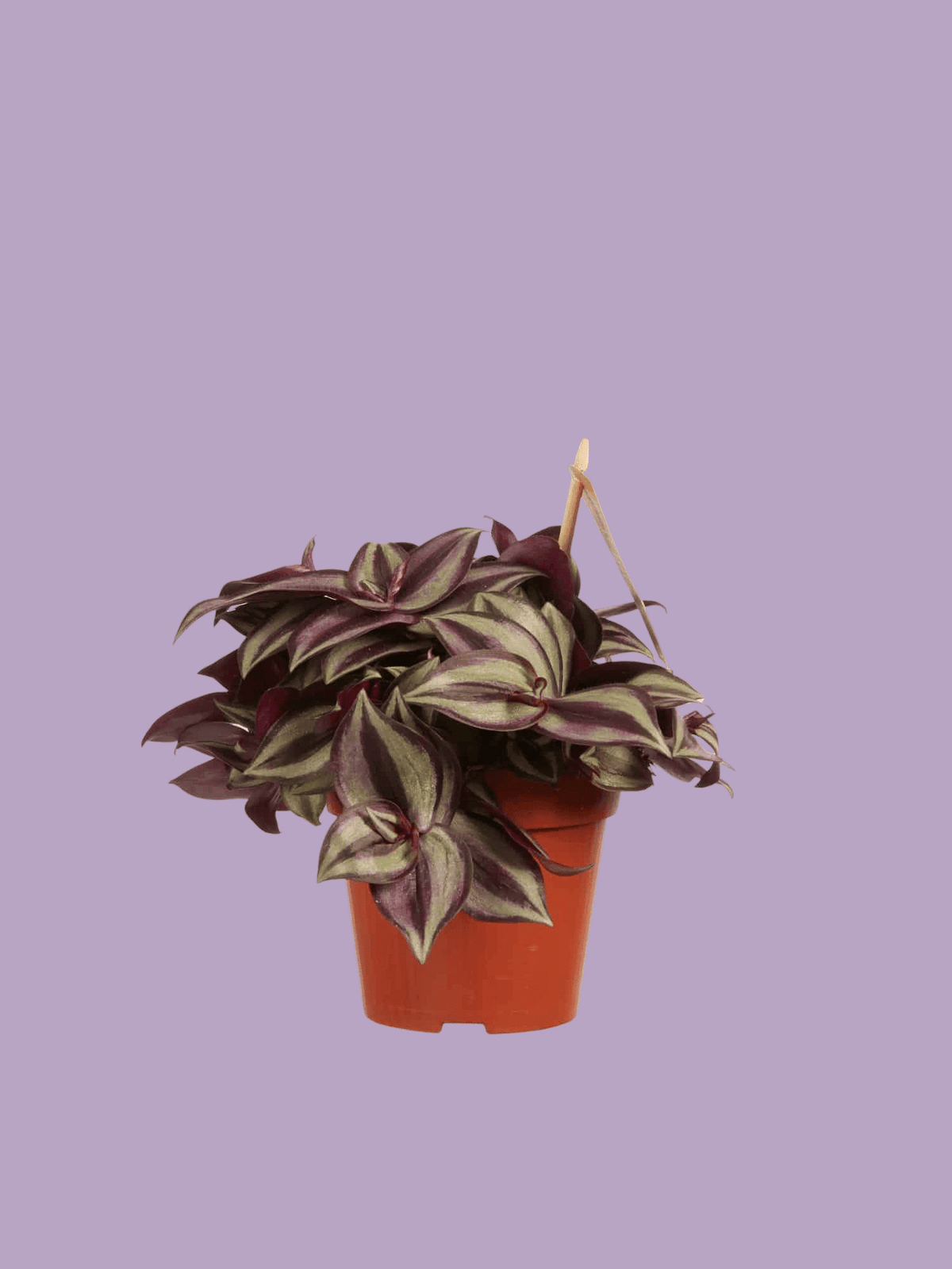 Tradescantia zebrina 'Violet Hill' Baby – Medium, Approx. 10.0cm height – 12.0cm Pot 2