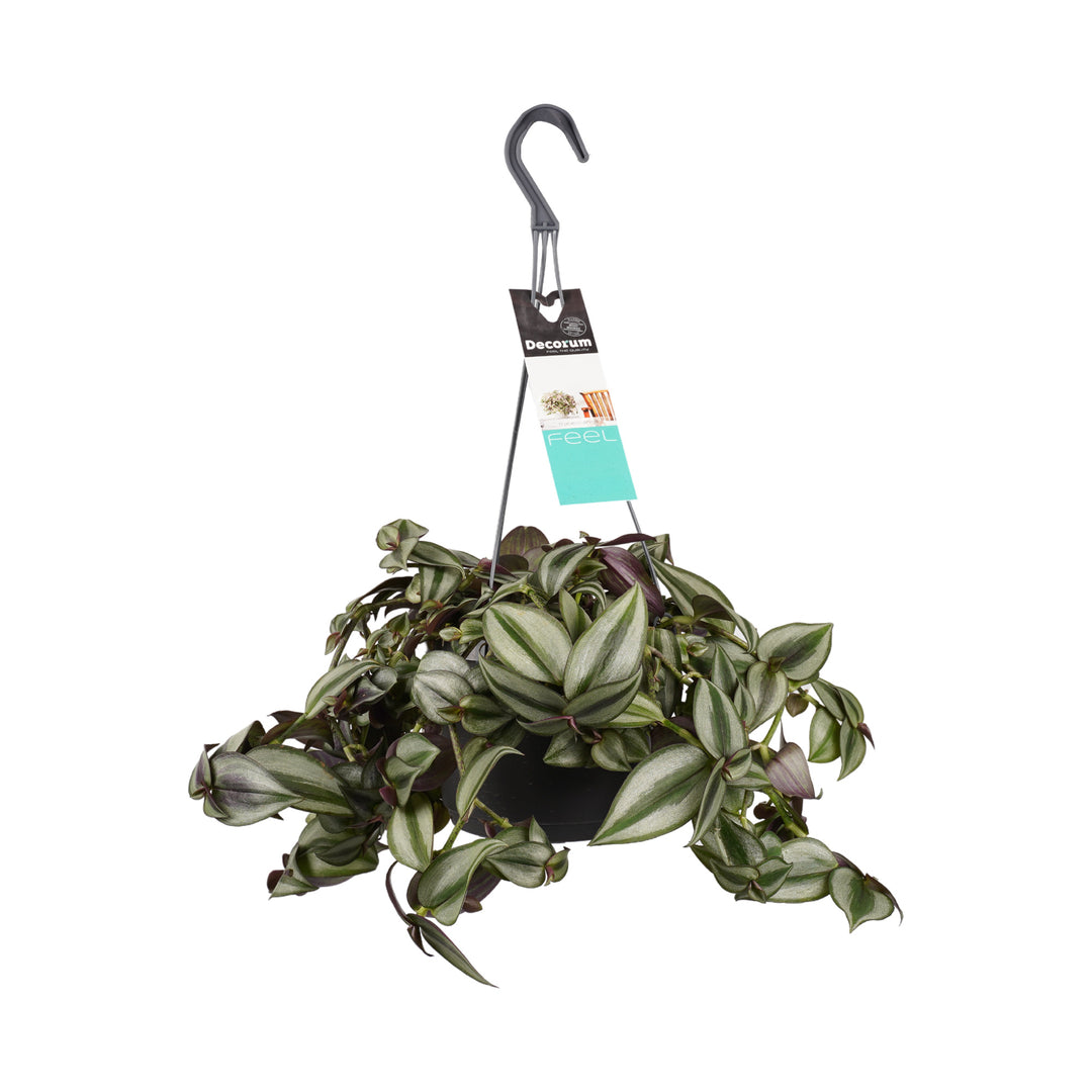 Tradescantia Zebrina 'Purpusii' Medium by Plant Circle – Medium, Approx. 20cm height  – 17.0cm Pot -  Plant Circle.