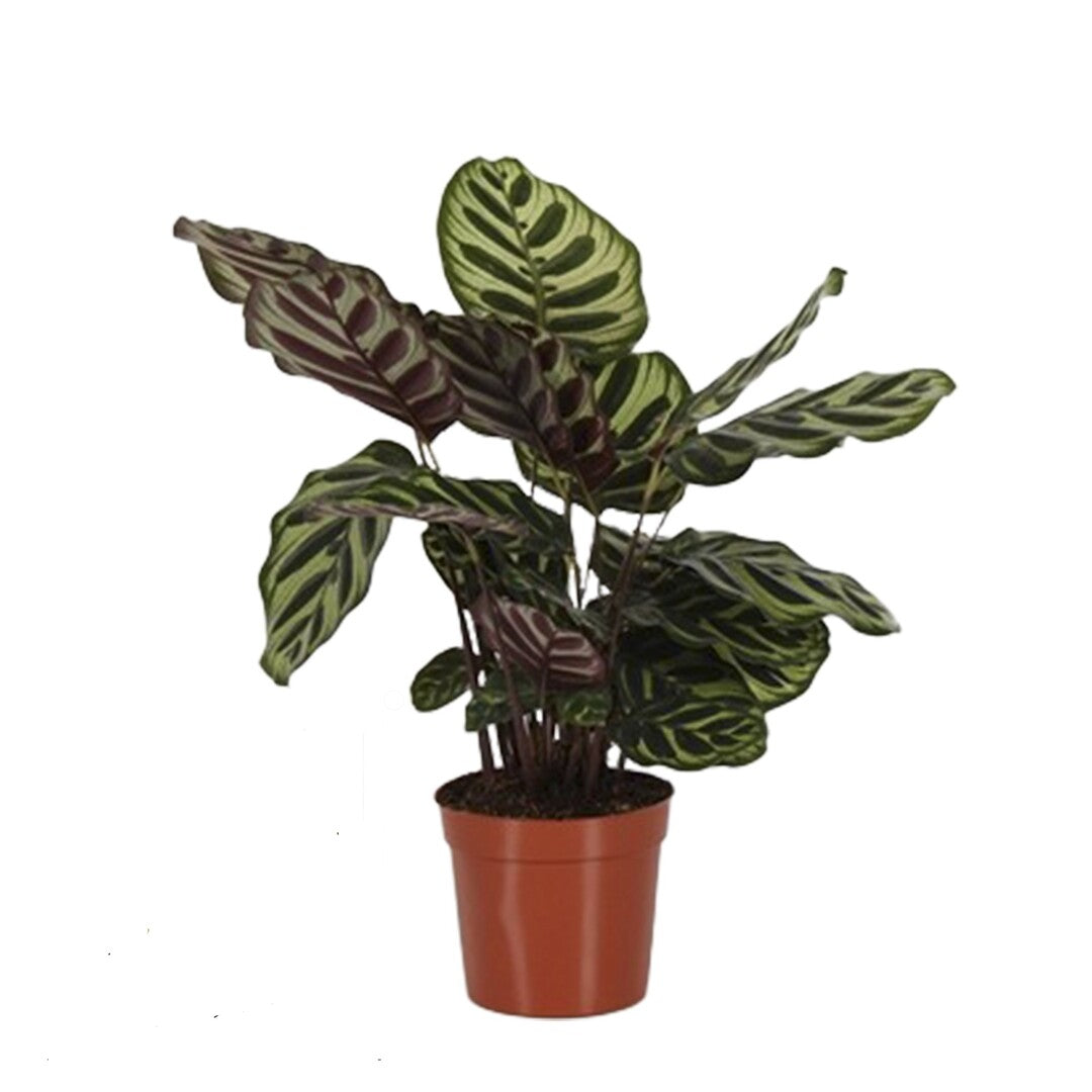 Goeppertia (Calathea) Makoyana Medium