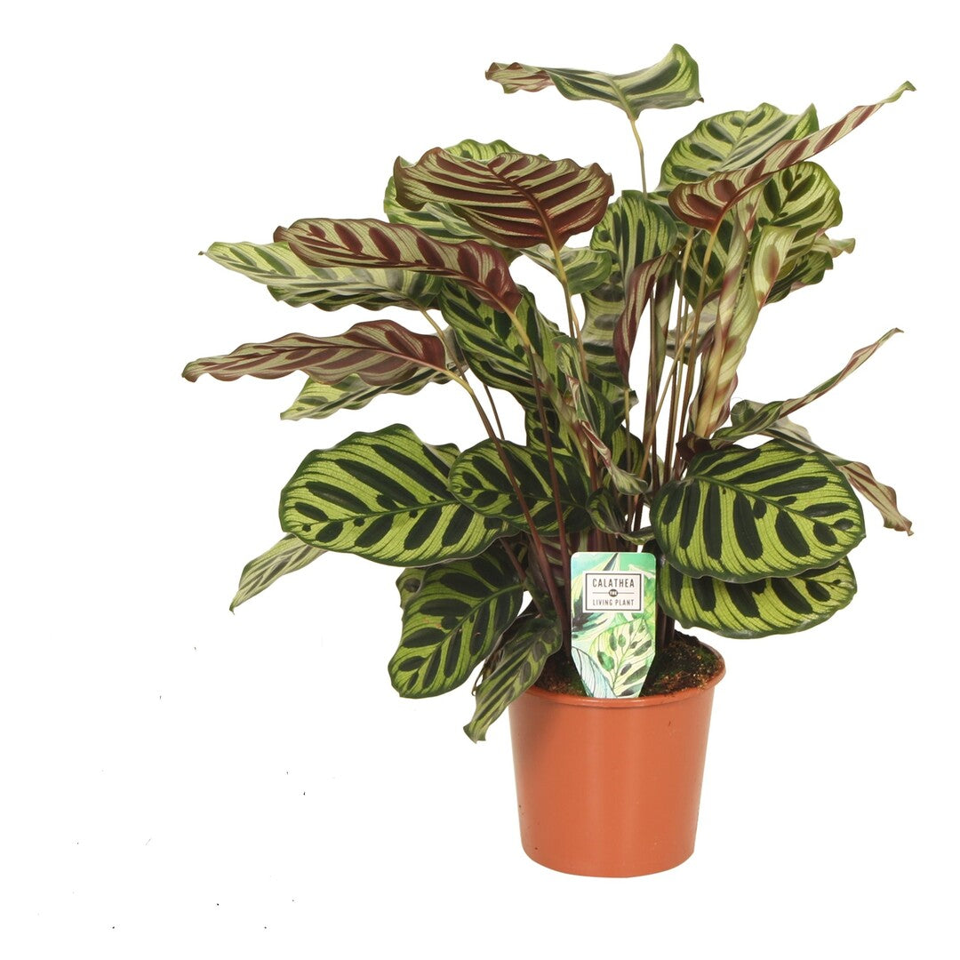 Goeppertia (Calathea) Makoyana Large plant with green and brown leaves on a white background