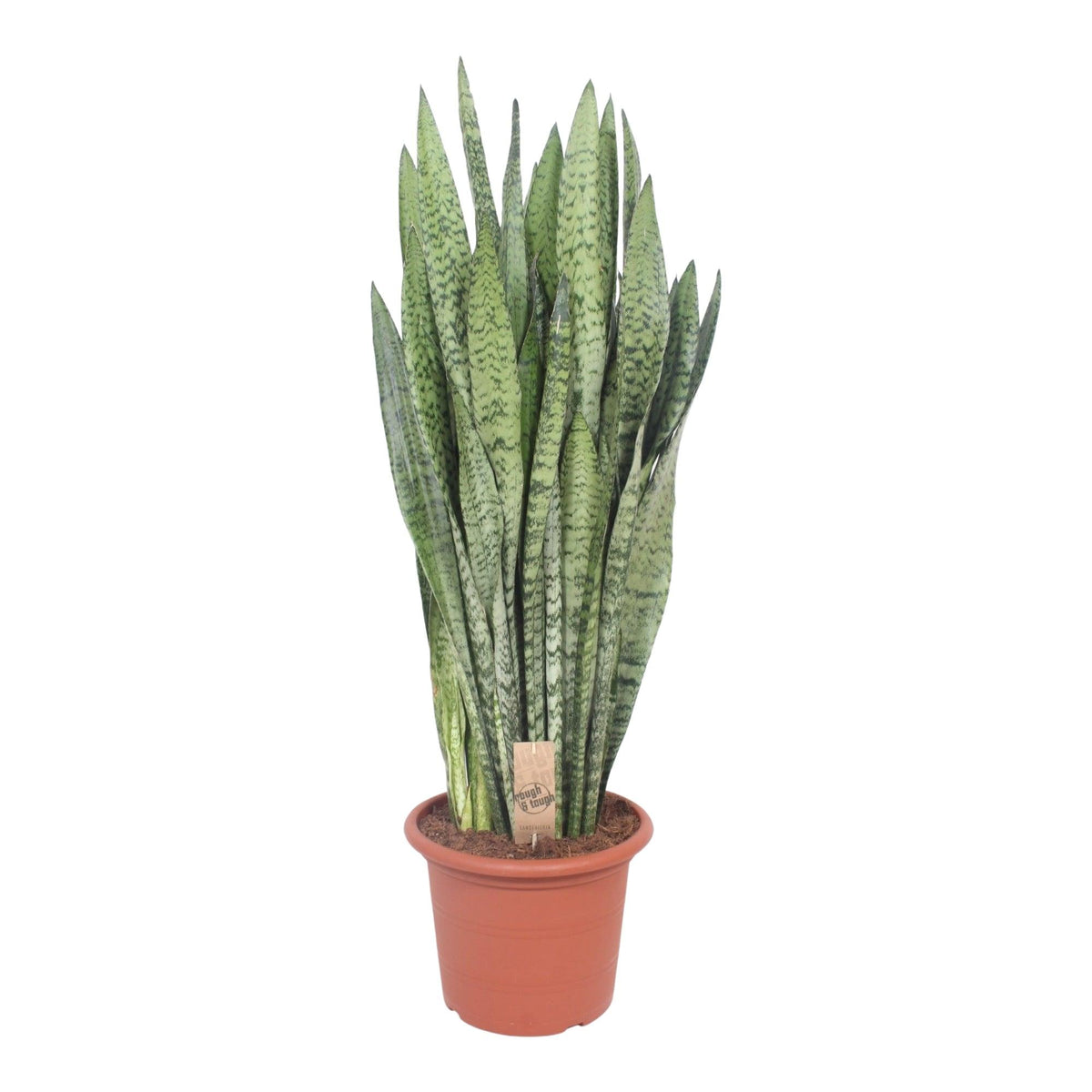 Dracaena (Sansevieria) Zeylanica L – Large, Approx. 60.0cm height – 17.0cm Pot 2