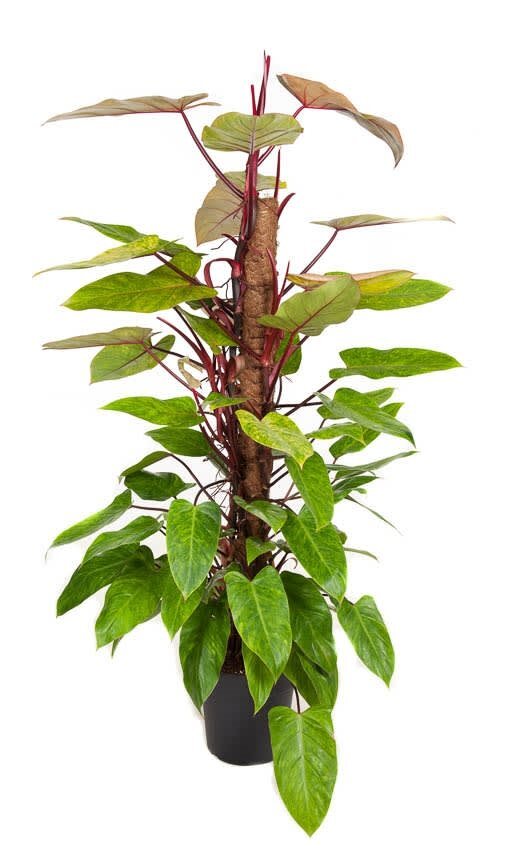 Philodendron Painted Lady 