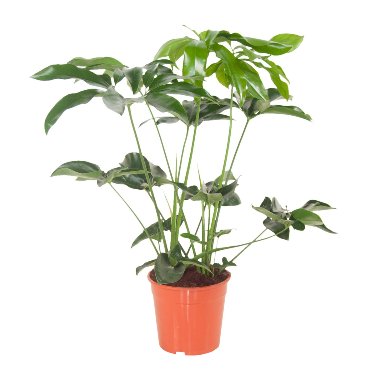 Healthy Thaumatophyllum Spruceanum (Philodendron Goeldii) XL. A perfect thaumatophyllum spruceanum (philodendron goeldii) xl for your indoor houseplant collection.