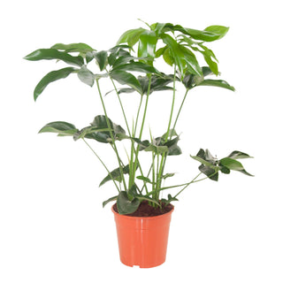 Healthy Thaumatophyllum Spruceanum (Philodendron Goeldii) XL. A perfect thaumatophyllum spruceanum (philodendron goeldii) xl for your indoor houseplant collection.