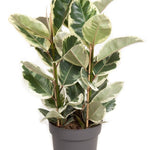 Ficus Elastica 'Tineke' 