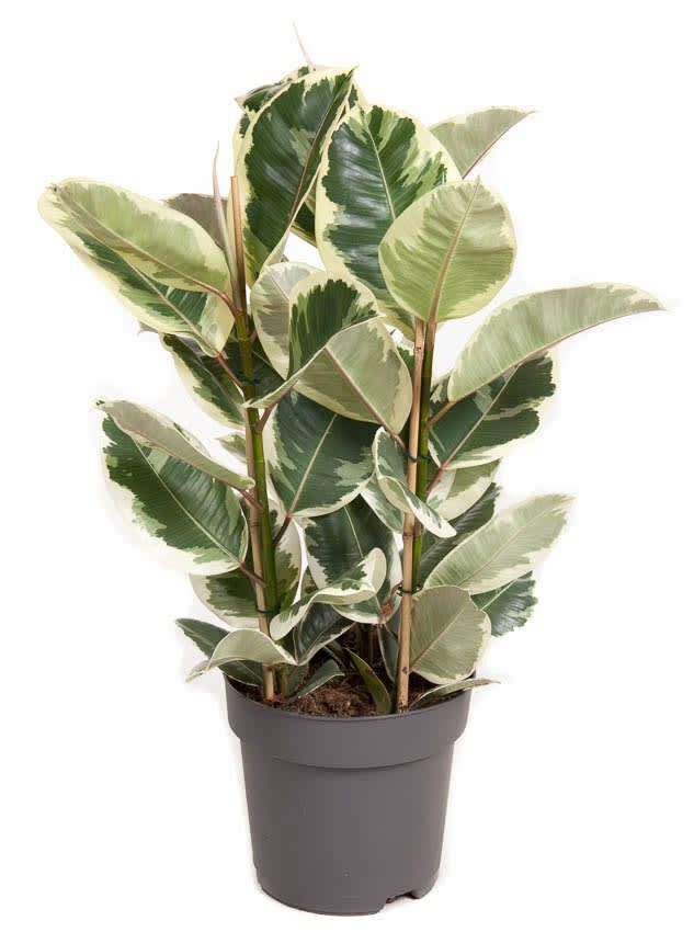 Ficus Elastica 'Tineke' 