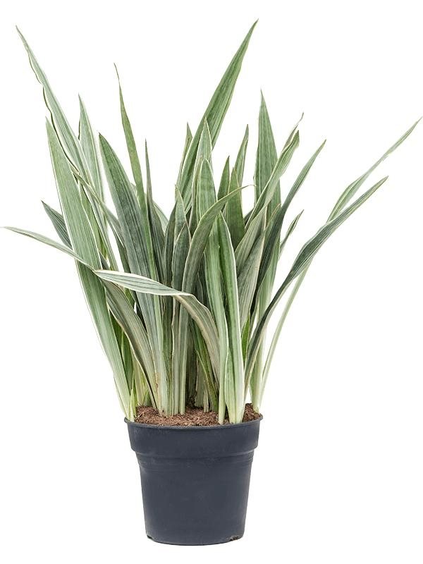 metallica snake plant Sansevieria 'Metallica' with marbled silver green leaves