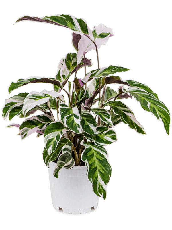 Healthy Goeppertia (Calathea) lietzei 'White fusion' Medium. A perfect goeppertia (calathea) lietzei 'white fusion' medium for your indoor houseplant collection.
