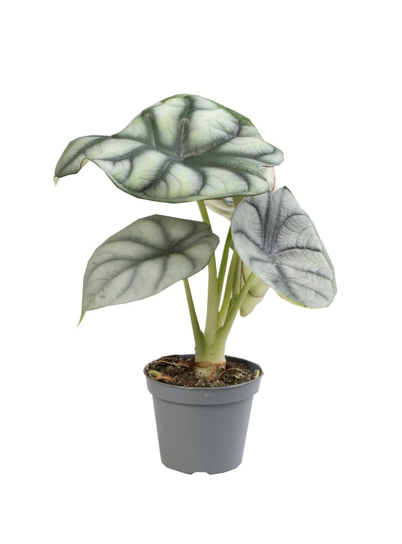 Alocasia baginda 'Silver dragon' Baby