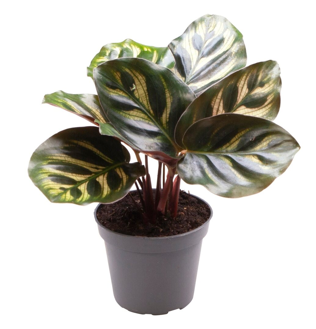 Healthy Calathea Makoyana Baby. A perfect calathea makoyana baby for your indoor houseplant collection.