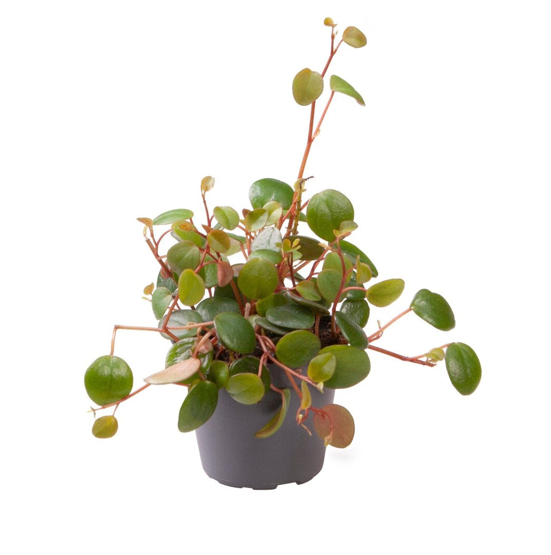 peperspot peperomia