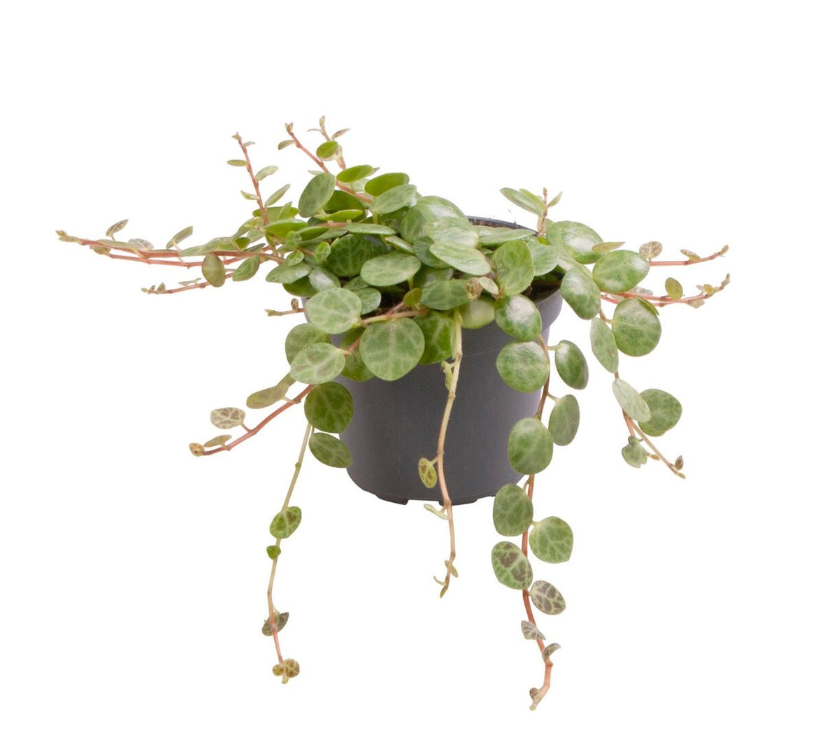 Peperomia Prostrata 'String of Turtles' Baby -  Plant Circle.